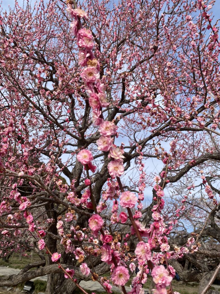 横浜公園 彼我庭園の梅 梅